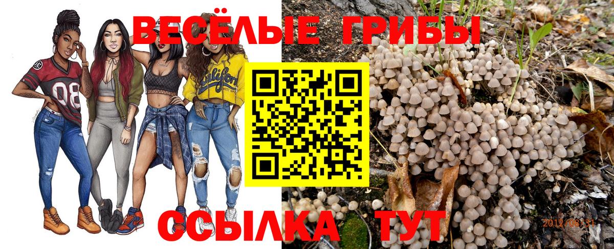 Псилоцибиновые грибы GOLDEN TEACHER Губаха
